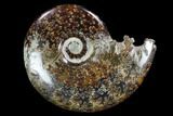 Polished, Agatized Ammonite (Cleoniceras) - Madagascar #97283-1